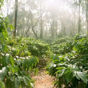 Karnatka Tour Packages